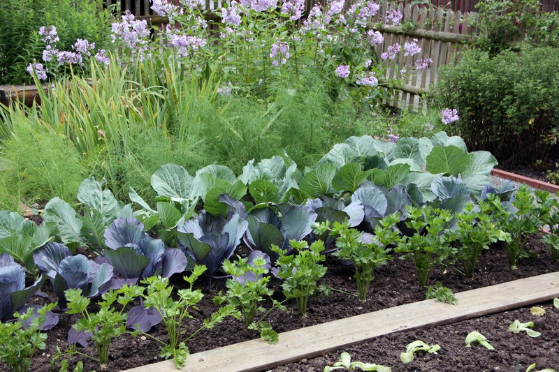 Moestuin aanleggen: vind je inspiratie Moestuin aanleggen: vind je inspiratie
